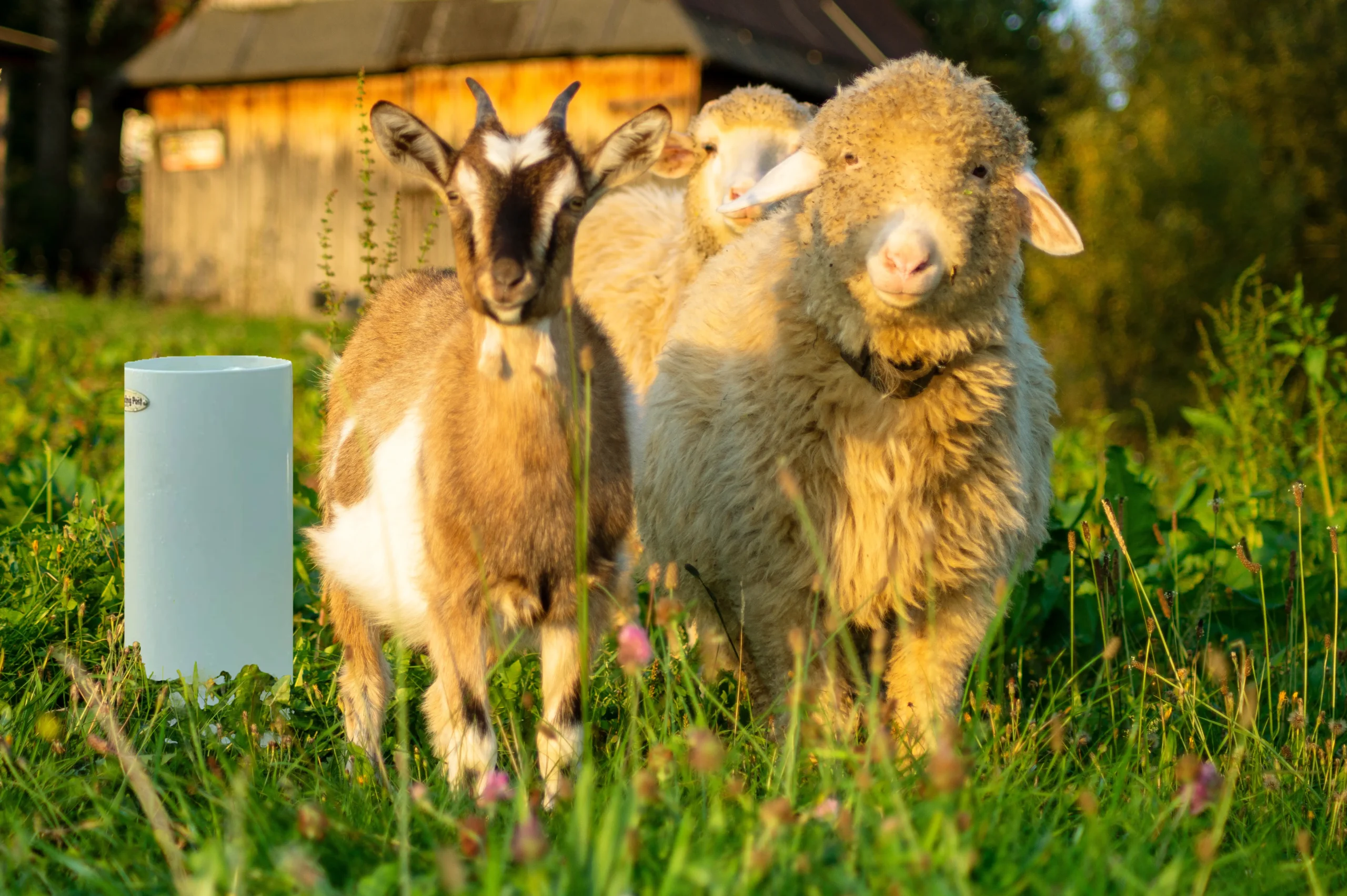 Home sheep and goat together in grassy field copy scaled