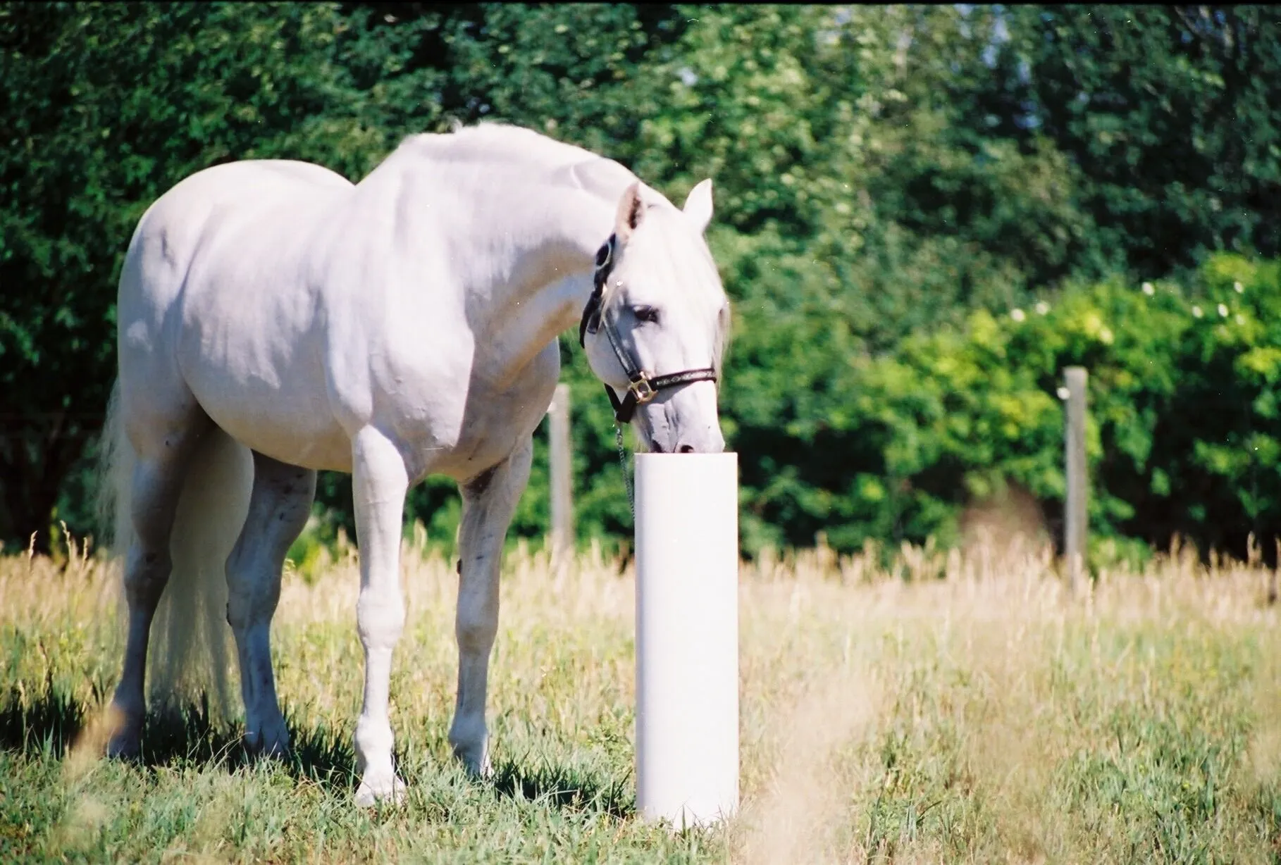 Home horse waterer in field edited 1